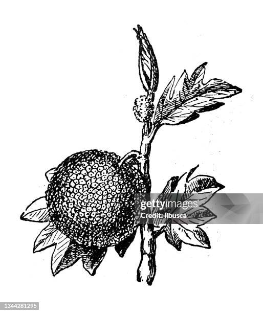antique illustration: artocarpus - jackfruit stock illustrations