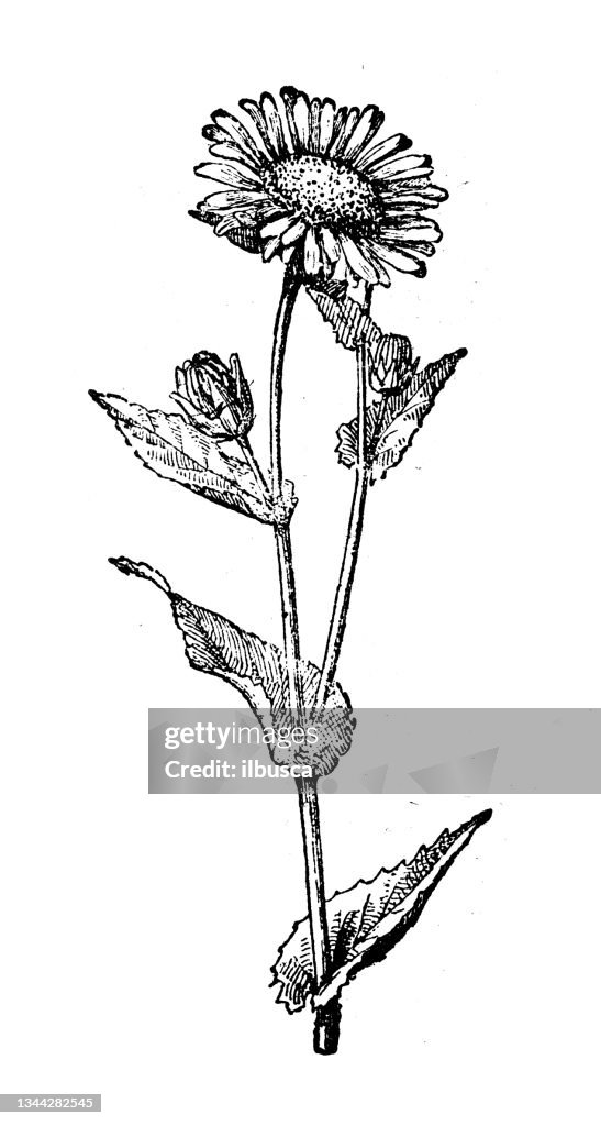 Antique illustration: Elecampane, Inula helenium