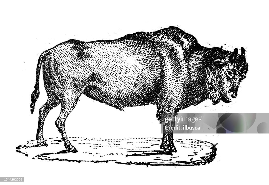 Antique illustration: aurochs