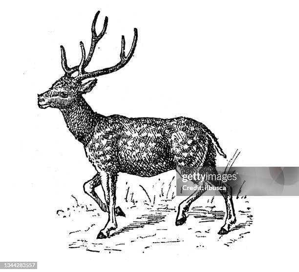 antique illustration: chital, axis axis, spotted deer - spotted deer stock illustrations