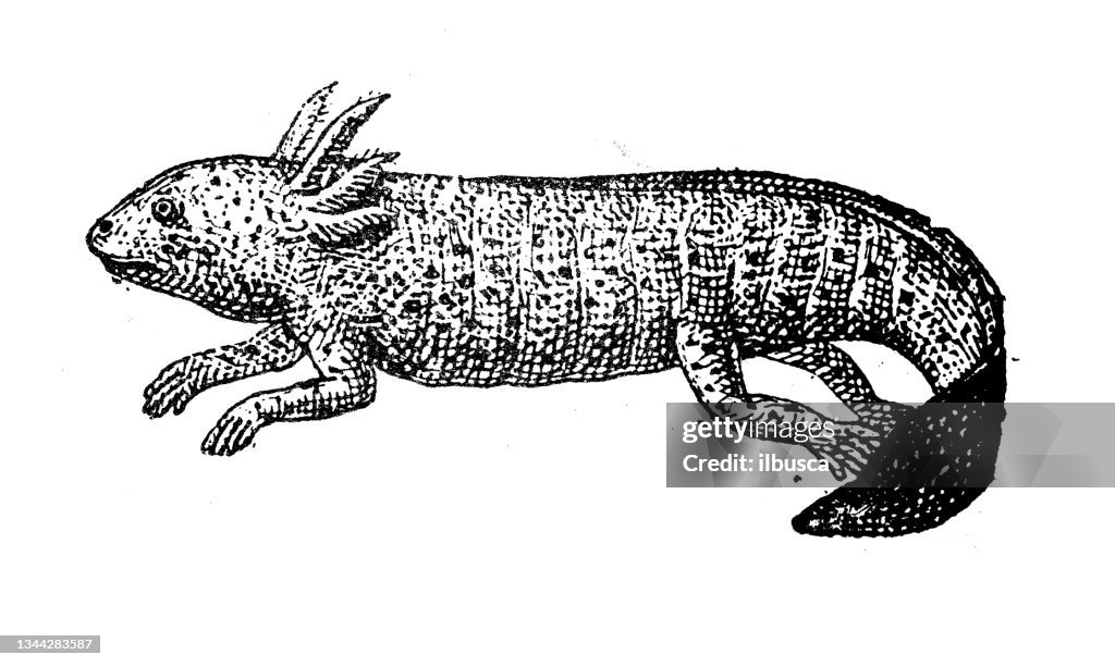 Antique illustration: Axolotl