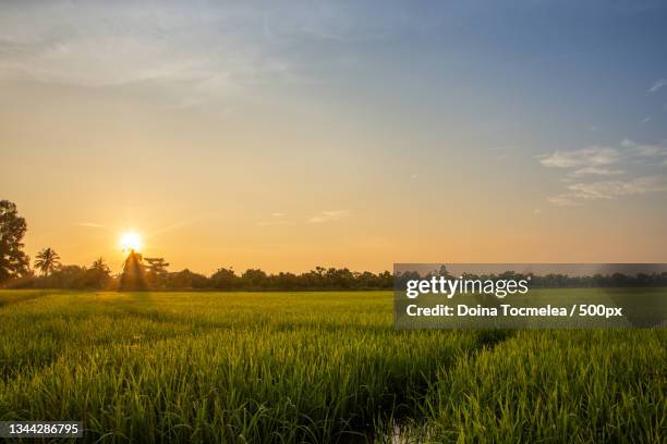 scenic view of agricultural field against sky during sunset - paddy field - fotografias e filmes do acervo