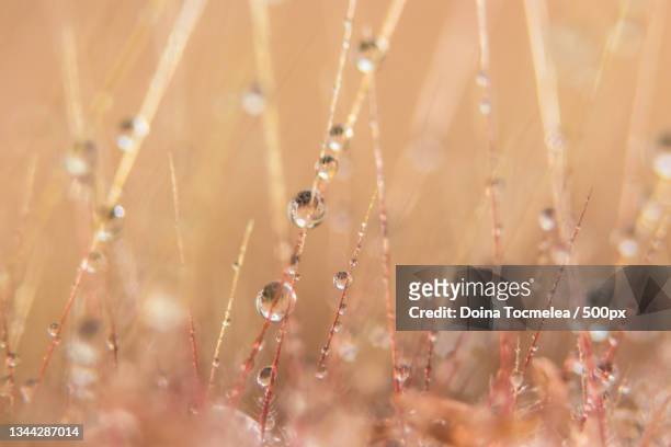 close-up of wet plants on field - morning dew flower garden stock-fotos und bilder