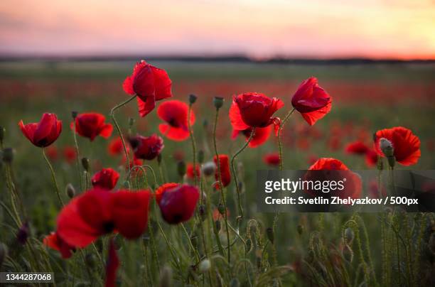 close-up of red poppy flowers on field against sky - poppy field stockfoto's en -beelden