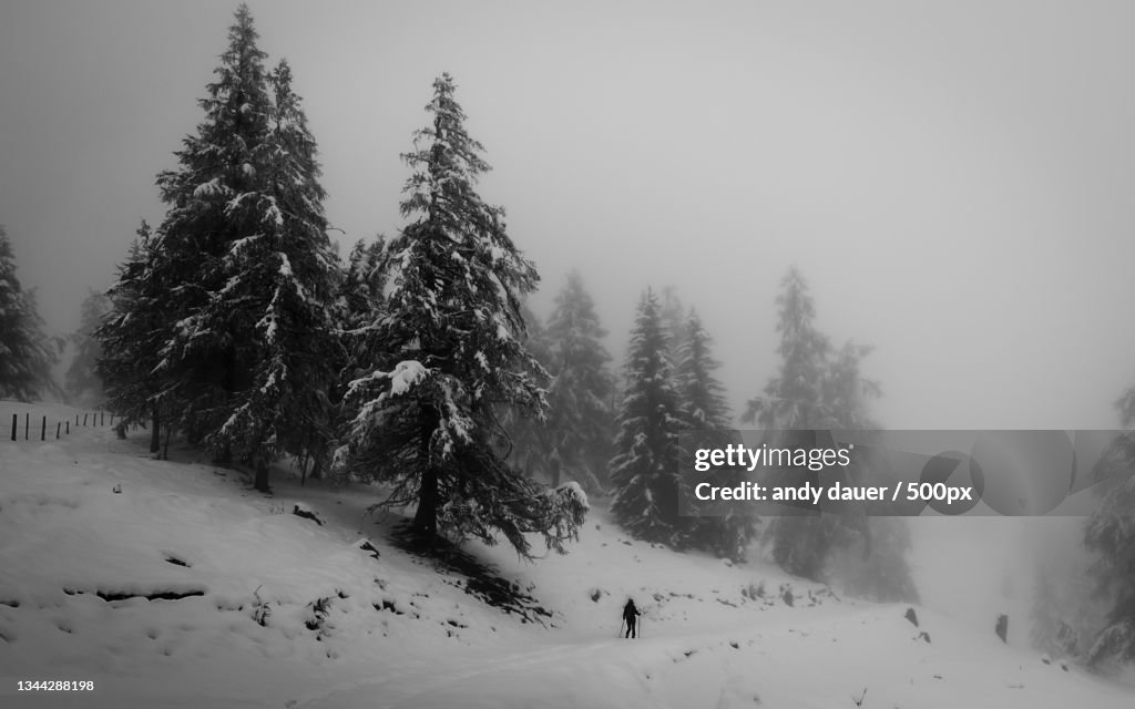 Trees on snow covered landscape against sky