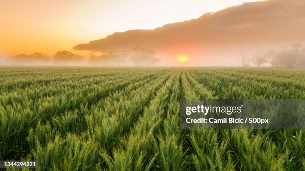 scenic view of agricultural field against sky during sunset,perenjori,western australia,australia - western australia crop stockfoto's en -beelden