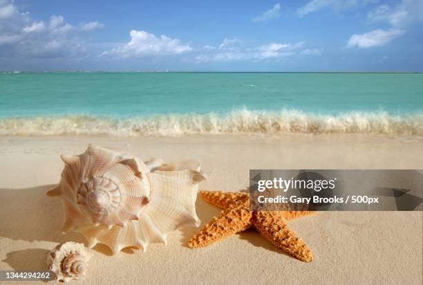 close-up of starfish on sand at beach against sky - starfish stock-fotos und bilder