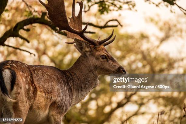 side view of deer standing in forest,amsterdamse waterleidingduinen ingang zandvoortselaan,netherlands - ingang 個照片及圖片檔