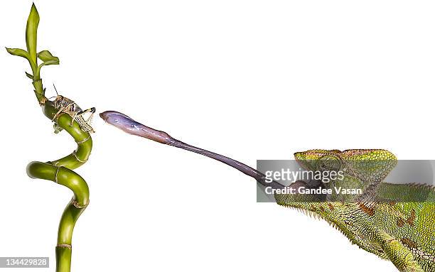 chameleon sticking out tongue to catch locust - chameleon tongue foto e immagini stock