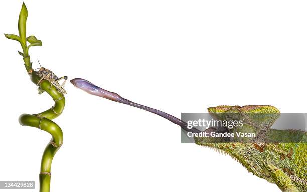 chameleon sticking out tongue to catch locust - chameleon white background stock pictures, royalty-free photos & images