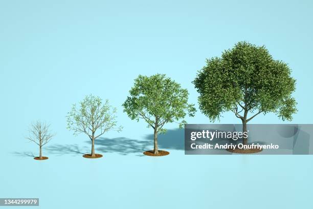 growing tree chart - nature concept foliage green stockfoto's en -beelden