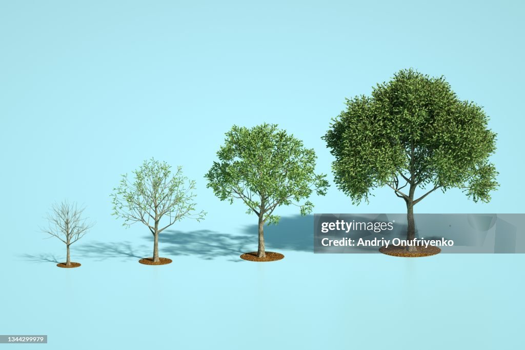 Regrowing Tree Growing Tree Chart Foto de stock - Getty Images