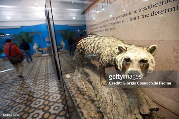 30 The Art Of Taxidermy Press Preview Photos and Premium High Res Pictures  - Getty Images