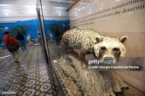 30 The Art Of Taxidermy Press Preview Photos and Premium High Res Pictures - Getty Images 30 The Art Of Taxidermy Press Preview Photos and Premium High Res Pictures - Getty Images