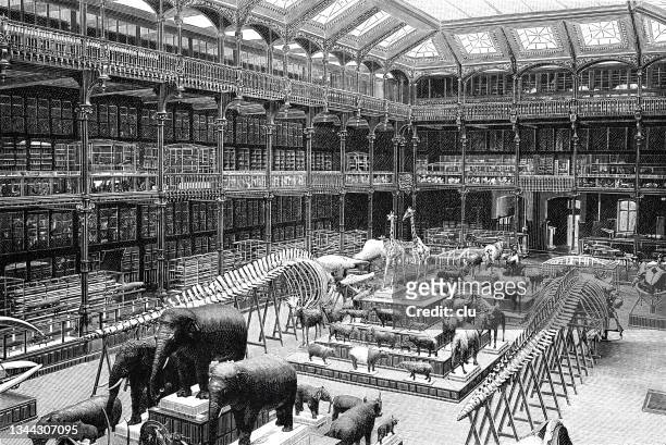 museum of natural history, paris, zoology hall - natural history museum stock illustrations