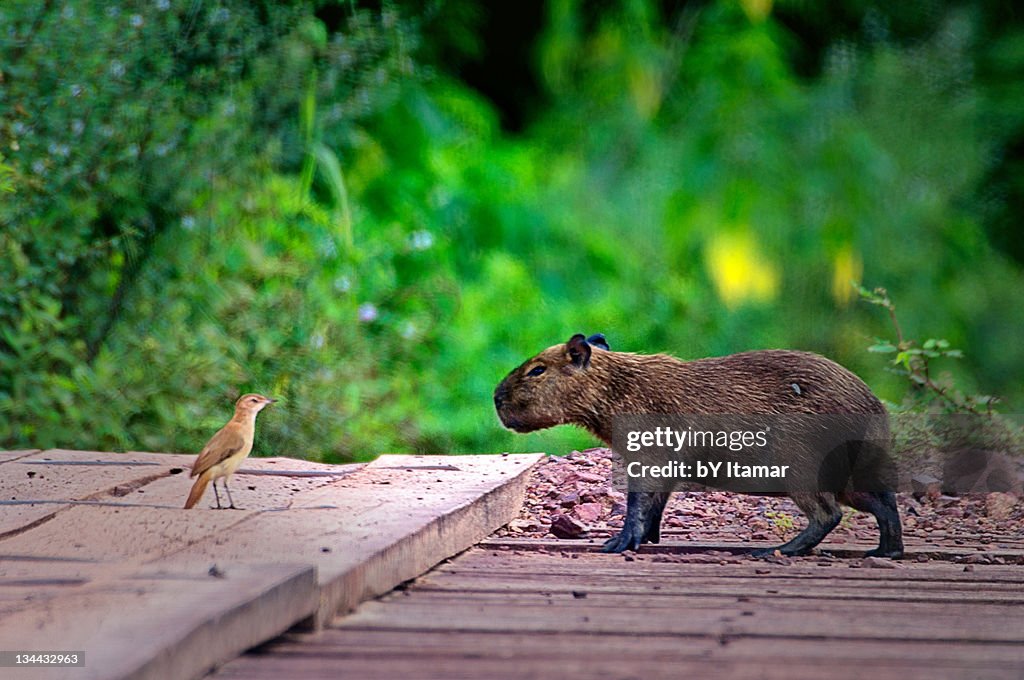 Capybara and bird