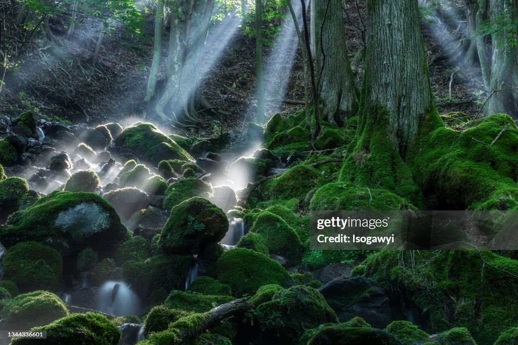 Mossy Mountain Stream Illuminated By Rays Of Sunlight