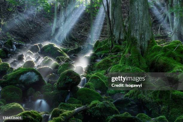 mossy mountain stream illuminated by rays of sunlight - gunma prefecture imagens e fotografias de stock