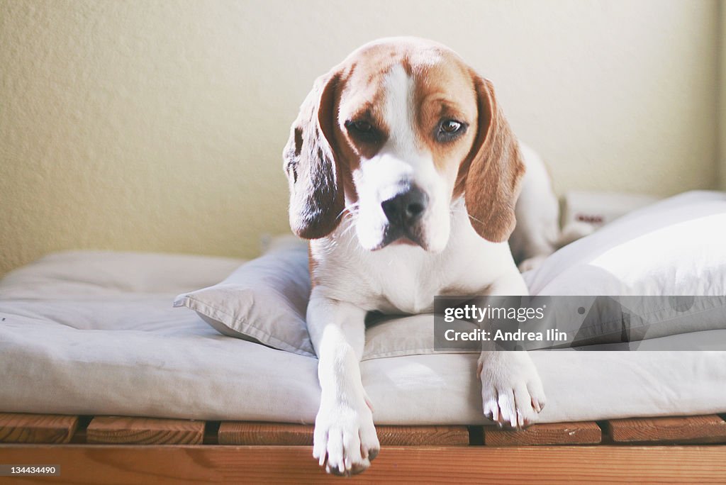 Dog lying on bed