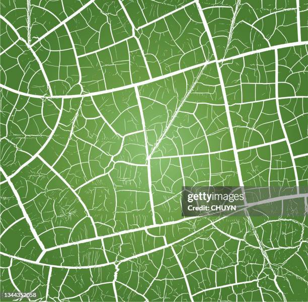 green crackled - leaf veins stock illustrations