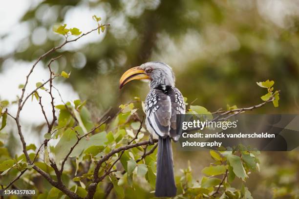 southern yellow-billed hornbill - kruger national park south africa stock pictures, royalty-free photos & images