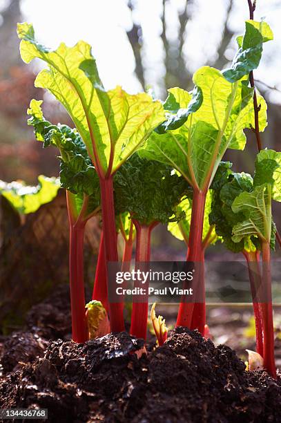 close up of rhubarb - rabarber stockfoto's en -beelden