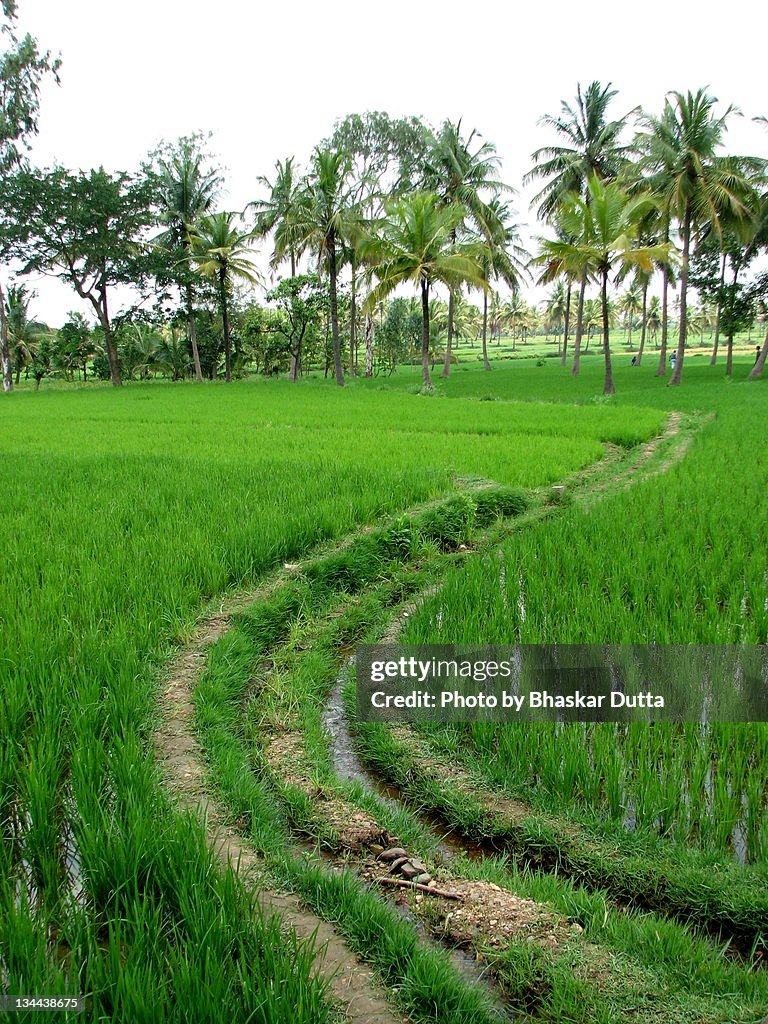 Green rice paddy field