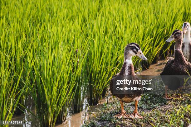Ducks Clean Rice Paddy 124 Duck Rice Farm Stock Photos, High-Res Pictures, and Images - Getty ...