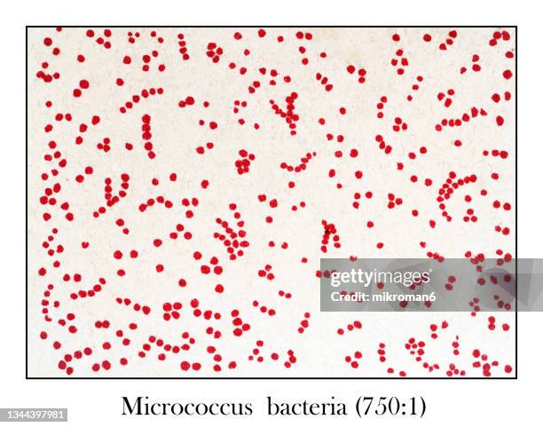 Microcoocus 144 Micrococcus Stock Photos, High-Res Pictures, and Images - Getty Images
