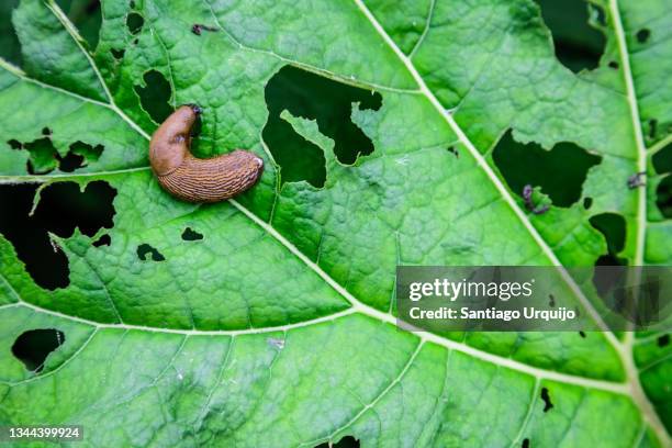 close-up of a slug eating a leaf - slugs stock-fotos und bilder