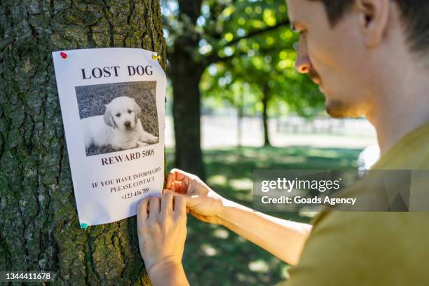 mann nagelt ein verlorenes hundeposter an einen baum - desorientiert stock-fotos und bilder