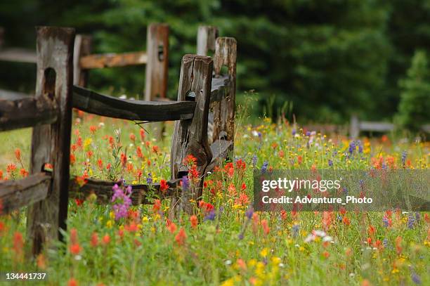 alpino wildlowers fiori colorati nel prato con recinzione in legno - fiore di campo foto e immagini stock