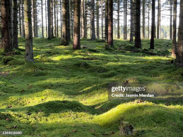 scandinavian green forest - moss stock pictures, royalty-free photos & images