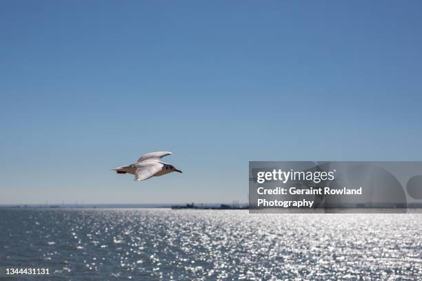 gull in flight, south east england - water glide stock pictures, royalty-free photos & images