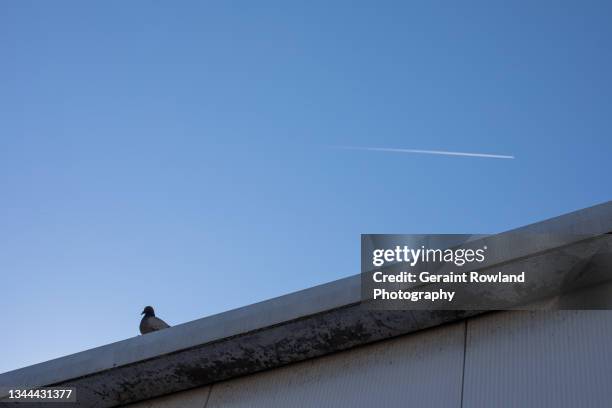 pigeon on the pier - southend pier stock pictures, royalty-free photos & images