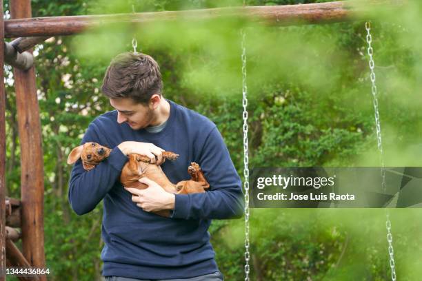 the dog feels good on the owner's hands - dachshund holiday 個照片及圖片檔