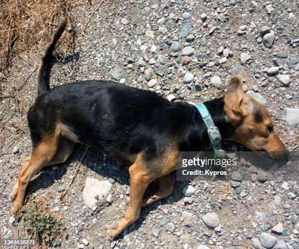 dog roadkill - cane investito foto e immagini stock