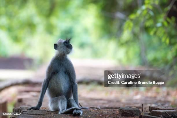 langur grigio seduto su antiche rovine, sigiriya, sri lanka - sigiriya foto e immagini stock