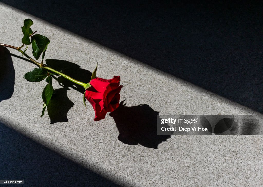 Close-up of red roses on black background