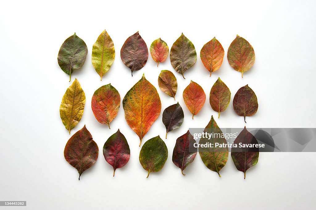 Autumn-colored leaves