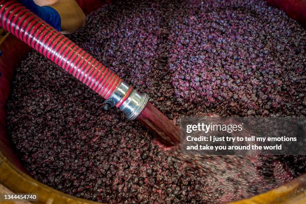 bolgheri, vineyards in the province of leghorn, tuscany, italy - cultivated meat stock pictures, royalty-free photos & images