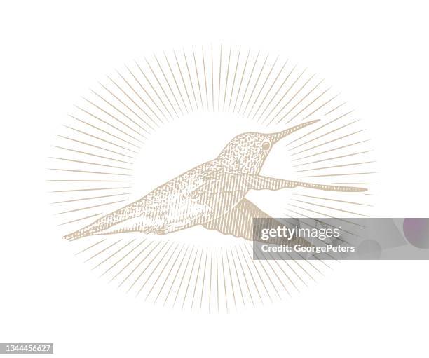 smiling ruby throated hummingbird - ruby throated hummingbird migration stock illustrations