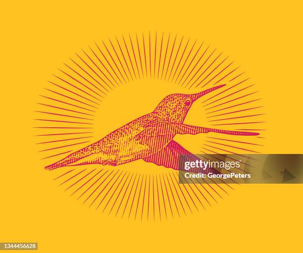 smiling ruby throated hummingbird - ruby throated hummingbird migration stock illustrations