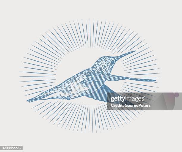 smiling ruby throated hummingbird - ruby throated hummingbird migration stock illustrations