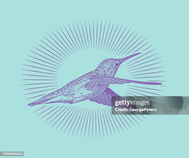 smiling ruby throated hummingbird - ruby throated hummingbird migration stock illustrations