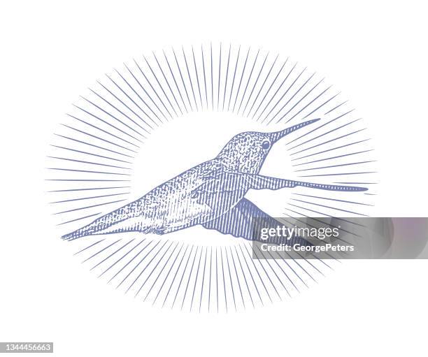 smiling ruby throated hummingbird - ruby throated hummingbird migration stock illustrations