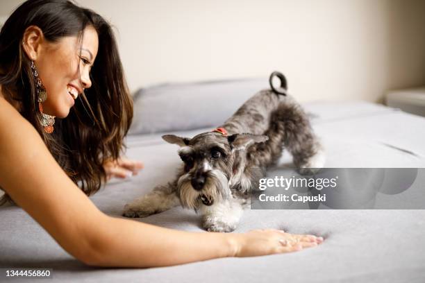 dono de animais brincando com seu schnauzer - schnauzer - fotografias e filmes do acervo