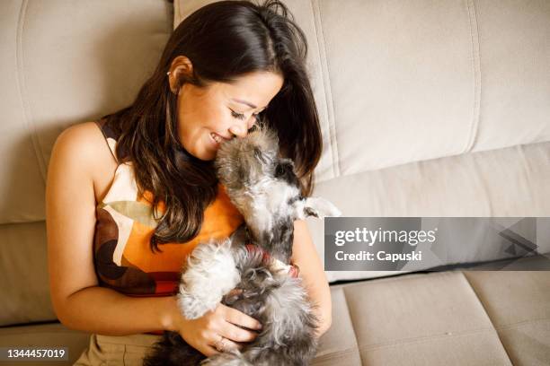 dog kissing the owner's nose - schnauzer stock pictures, royalty-free photos & images