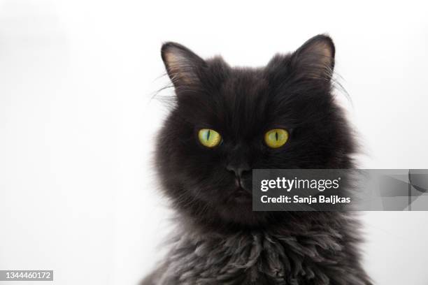 53 Grumpy Old Man Cartoon Photos and Premium High Res Pictures - Getty Images 53 Grumpy Old Man Cartoon Photos and Premium High Res Pictures - Getty Images