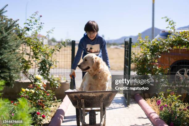 garoto se divertindo com o quintal do cachorro. - carrinho de mão equipamento de jardinagem - fotografias e filmes do acervo